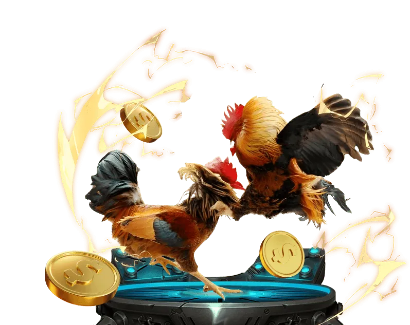 Người chơi đá gà đang phân tích chiến thuật